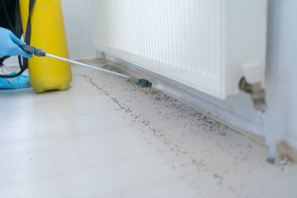 Best Wasp Removal Services  in Robinson, TX